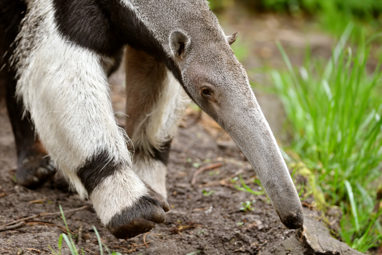 Winner verification a cautionary tale about anteaters