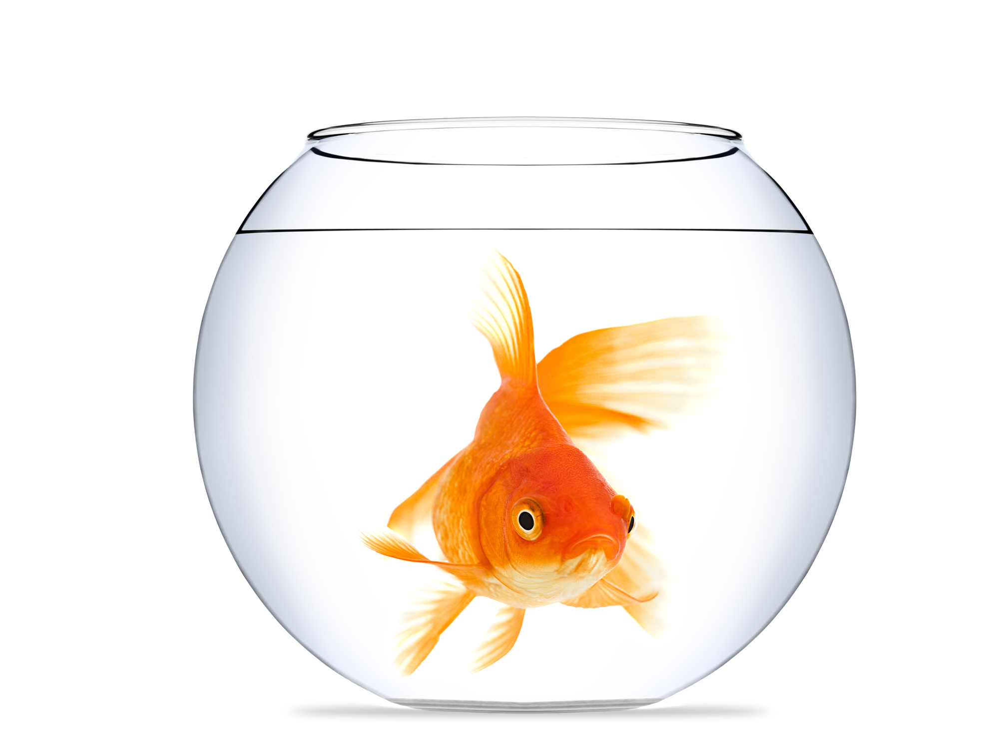 Goldfish bowls, identity theft and data protection ...